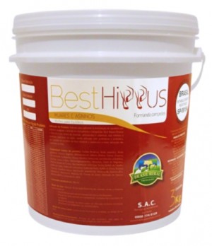 best-hippus muares e asininos